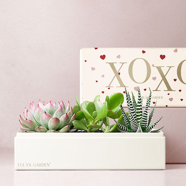 Lula's Garden ® XOXO Hugs & Kisses Verdant Succulent Gift