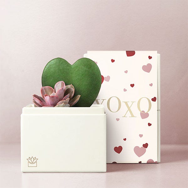 Lula's Garden ® XOXO Cupid Succulent Planter