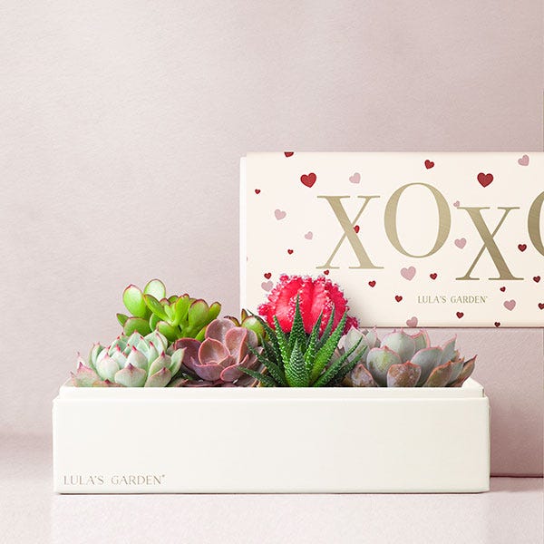 Lula's Garden ® XOXO Amour Succulent Garden
