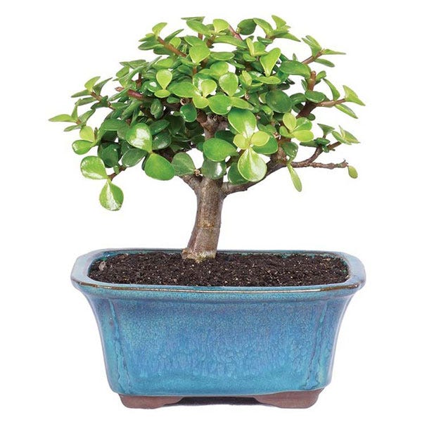 Jade Succulent Bonsai Tree