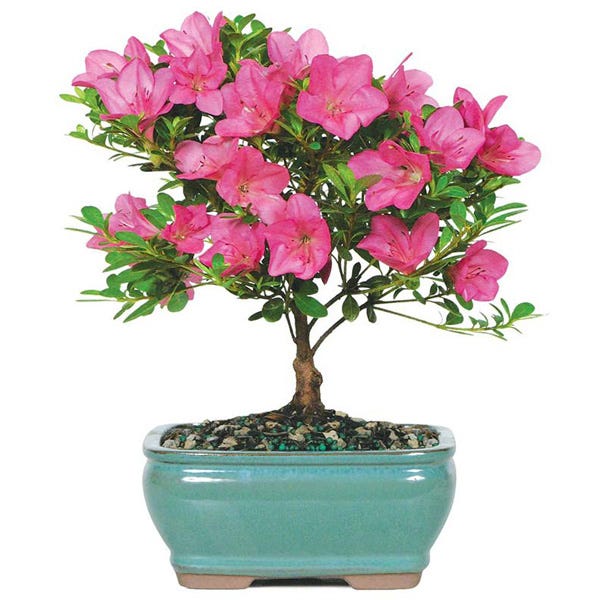 Potted Pink Azalea Bonsai Tree