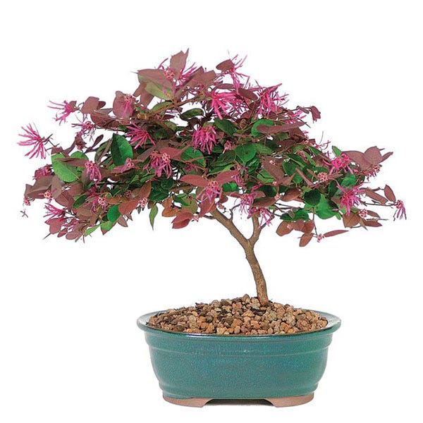 Fuchsia Fringe Bonsai Plant