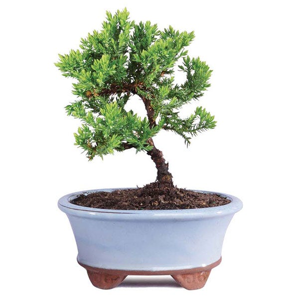 Juniper Bonsai Plant