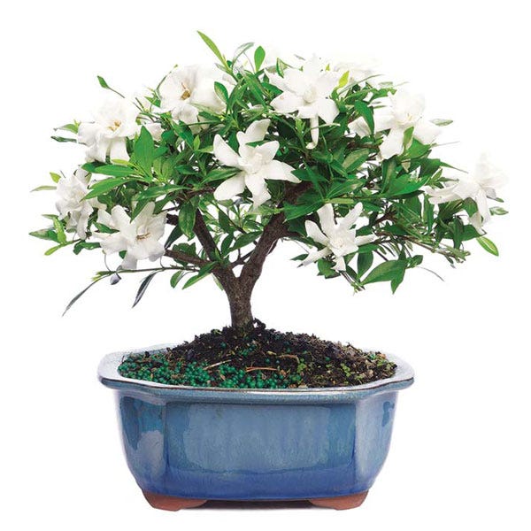 Potted Gardenia Bonsai Tree
