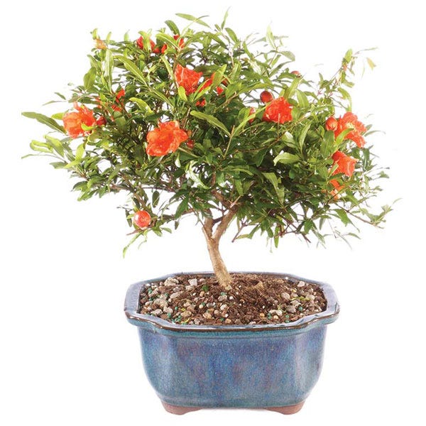 Potted Pomegranate Bonsai Tree