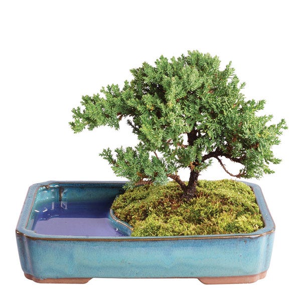 Juniper Bonsai Tree with Reflection Pool