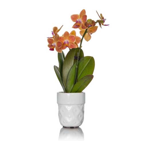 Mini Orange Orchid