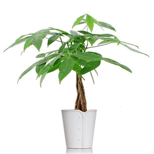 Show Me the Money Tree at Send Flowers