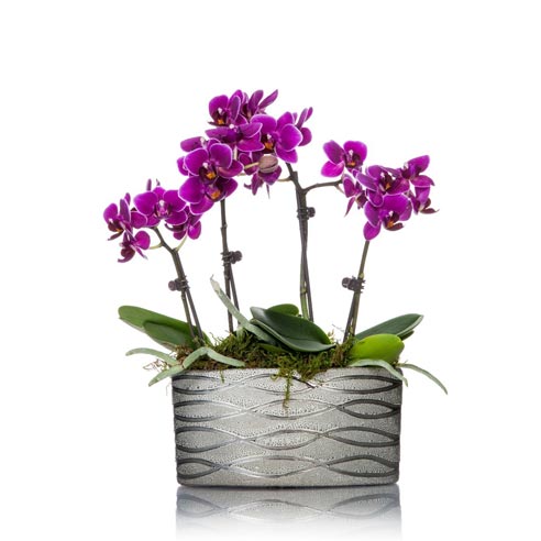 Mini Colorful Orchid Stands 6-10 Inches Tall in a Silver Ceramic Planter