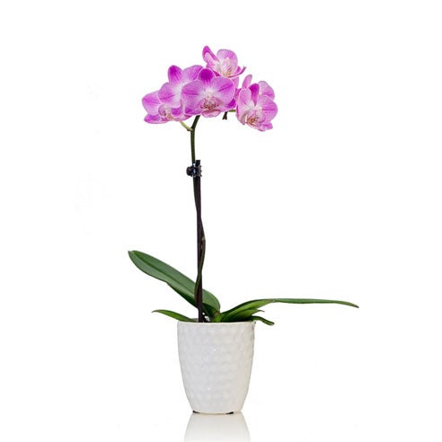 Classic Mini Magenta Orchid at Send Flowers