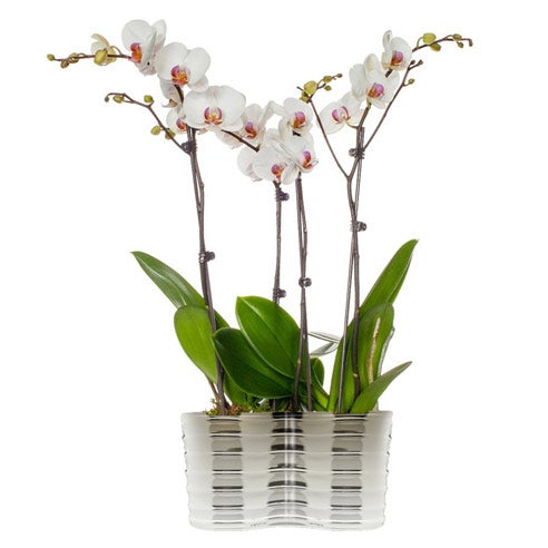 white orchid plant for same day sympathy plants