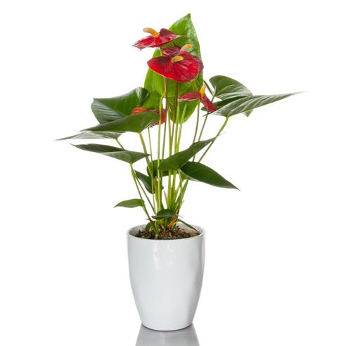 anthurium plant and anthurium planter gift