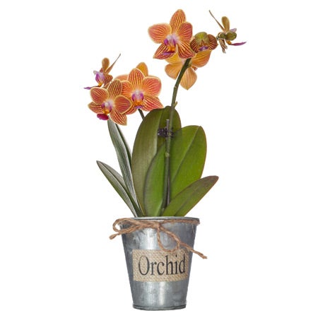 orange orchid delivery, send orange phalaenopsis orchids today