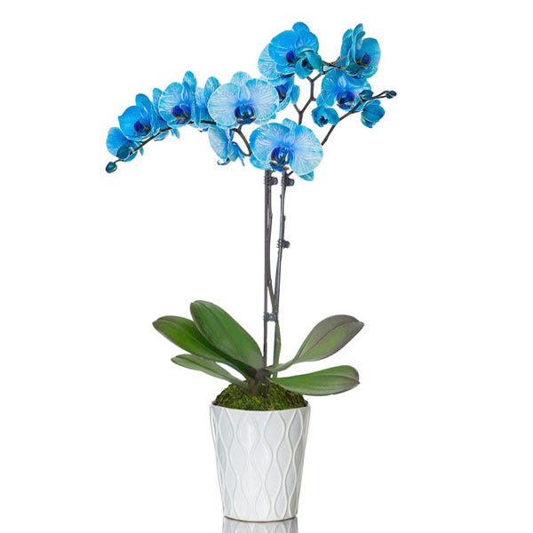 Brilliant Blue Orchids
