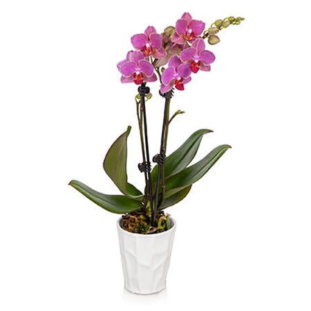 Double stemmed pink orchid potted plant delivered in a white ceramic pot