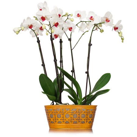 White orchid delivery