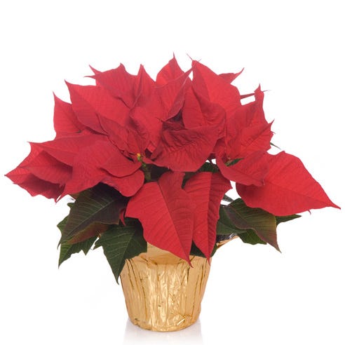 Golden Glow Poinsettia Plant