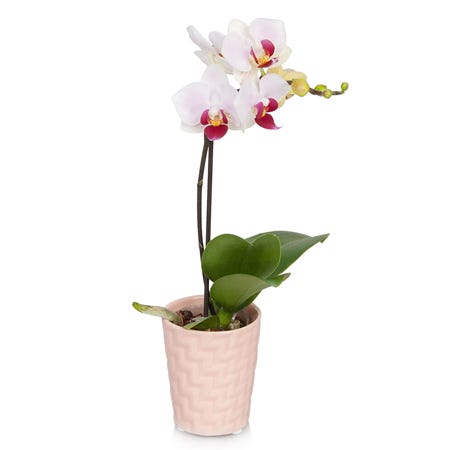 Live mini white orchid plant in a peach pot hand delivered with a message card