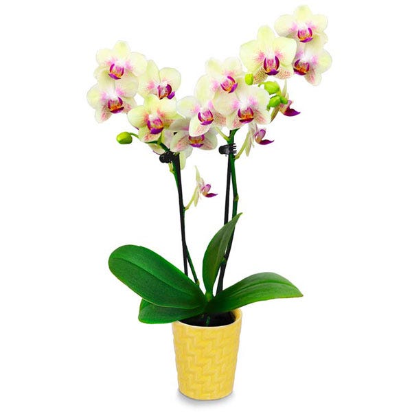Potted mini yellow orchid planter in a yellow pot with blooming yellow orchids