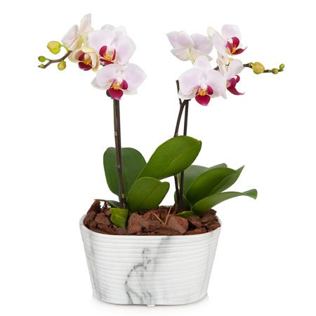 Double spike pink orchid planter with white and grey pot and pink orchids