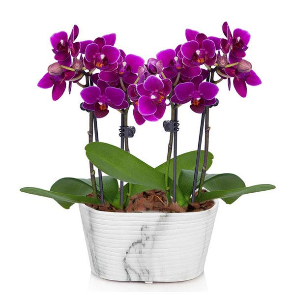 Purple Passion Mini Orchid