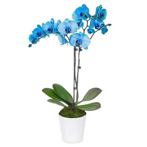 Live blue orchid potted plant hand delivered in a white ceramic pot