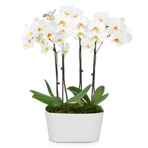 white double spike orchid plant with 4 stems white orchids in a white pot
