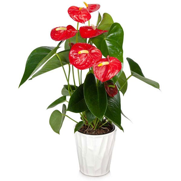 Anthurium plant planter delivery, a green plant with a pot and message card