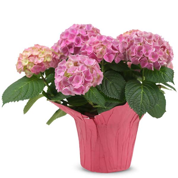 Perfect Pink Hydrangea For Mom
