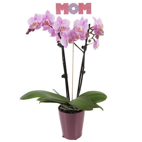 Polished Pink Mother's Day Orchid