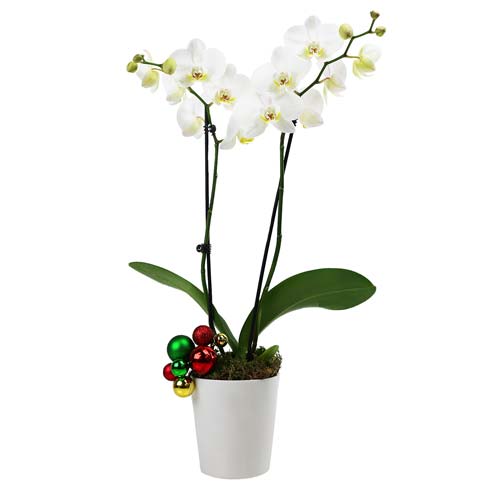 Season's Greetings Orchid Plant