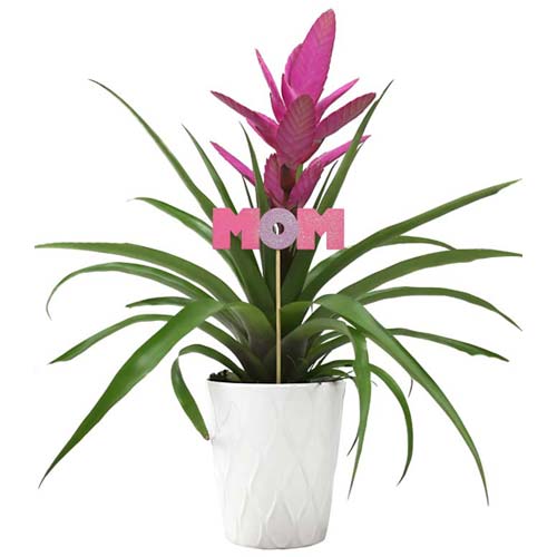 Tropical Potted Plant for Mom