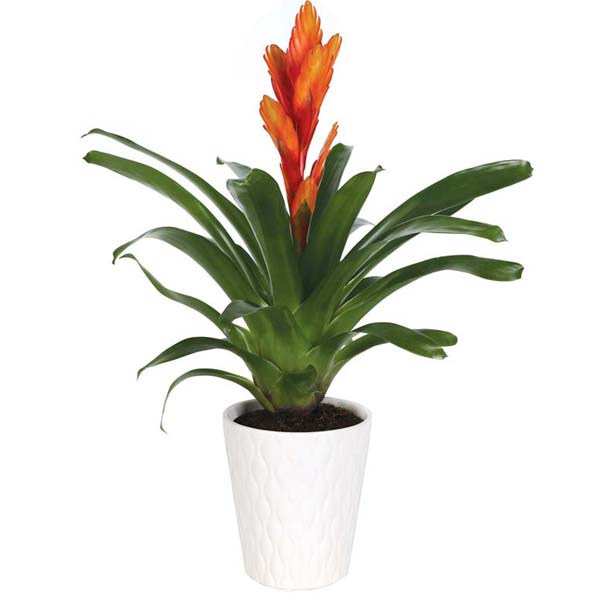 Tropical Sunset Bromeliad