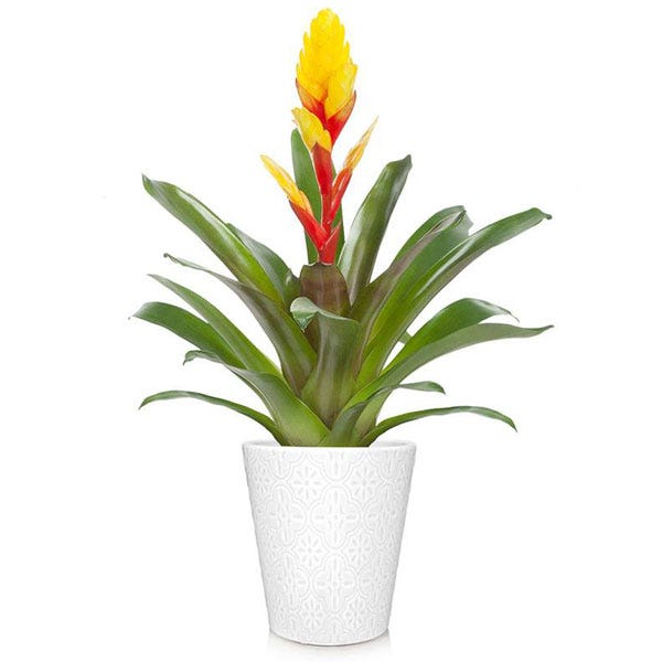 The Sunshine Bromeliad