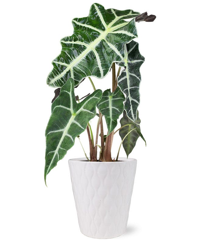 Elephant's Ear Potted Houseplant