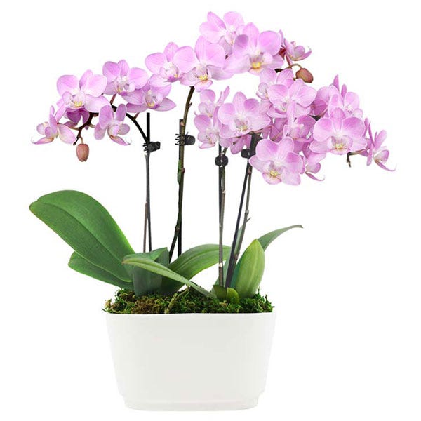 Pink Whimsy Orchid Planter