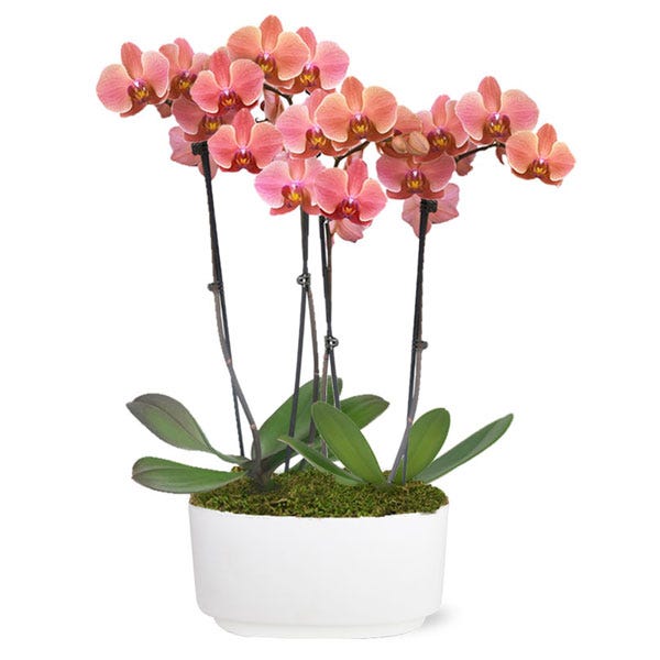 Peachy Keen Orchid Duo Plant