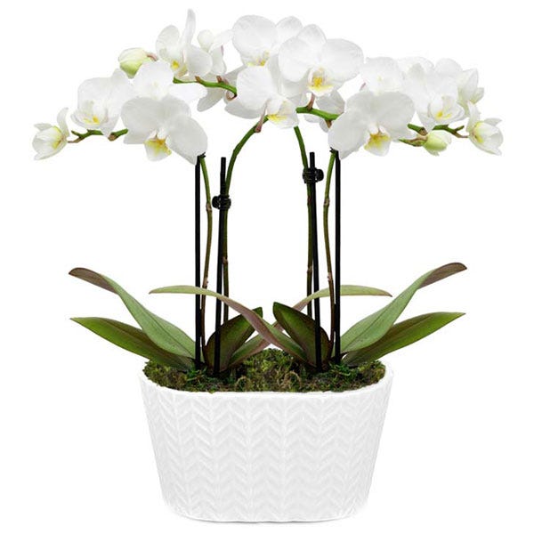 Perfectly Pristine White Orchid Plant