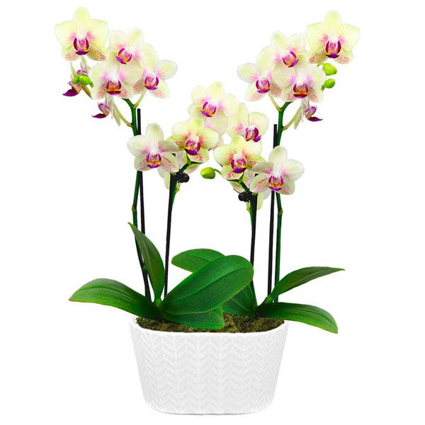 Pocket Full of Sunshine Orchid Plant