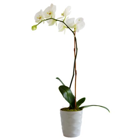 White orchid plant 