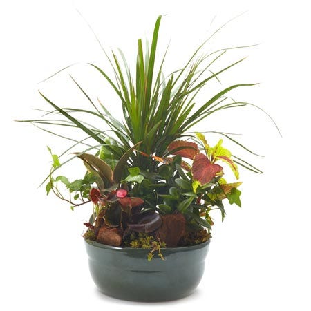 Cheap dish garden with green pot and tiny fern plant