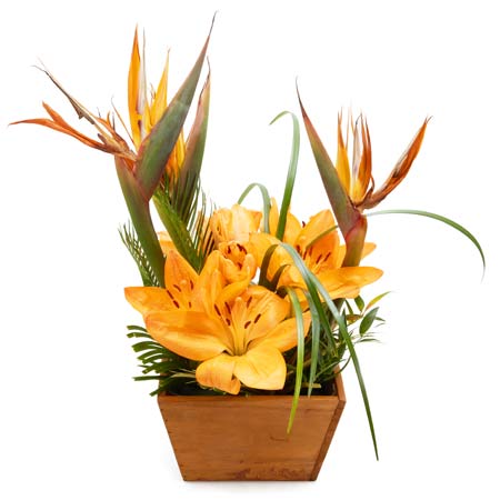 Green plant with orange lilies delivered in a wooden box vase