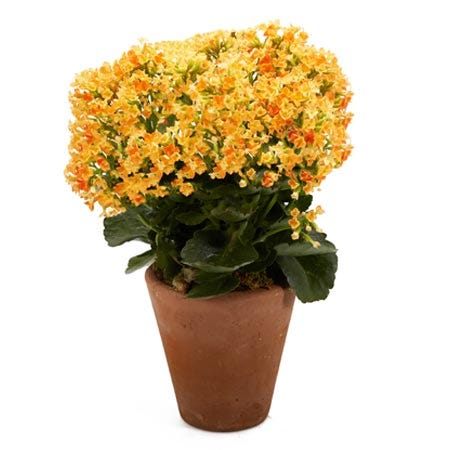 Orange kalanchoe plant and orange kalanchoe planter in a ceramic pot