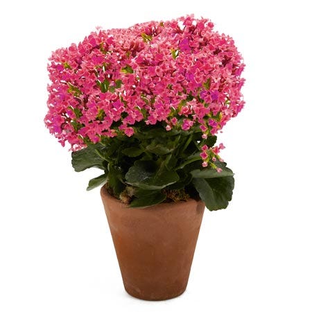 Pink kalanchoe planter delivery