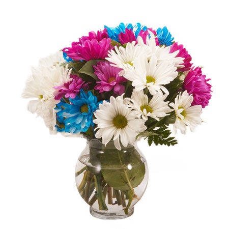 Mixed daisy bouquet a white pink and blue daisies