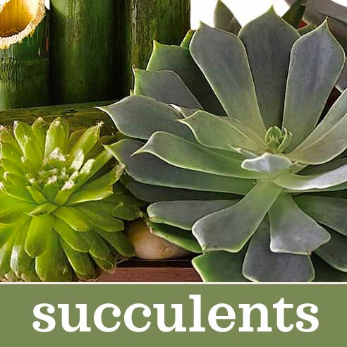 succulent plant delivery