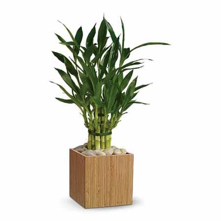 Bamboo plant and cheap flowers with same day flower delivery