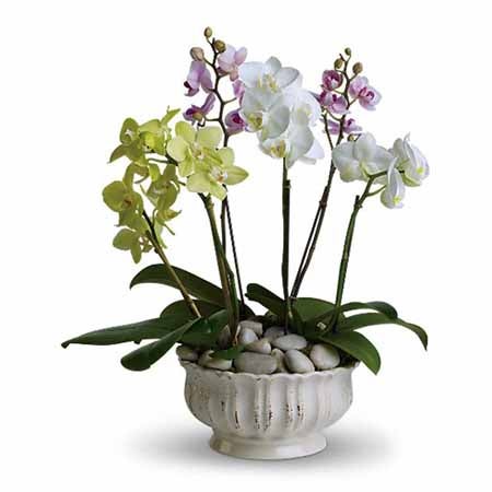 Unique administrative professionals day gift delivery of pastel orchids in a ceramic vase