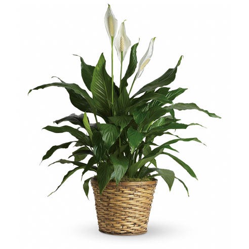 Spathiphyllum plant delivery, a green spathiphyllum planter delivery