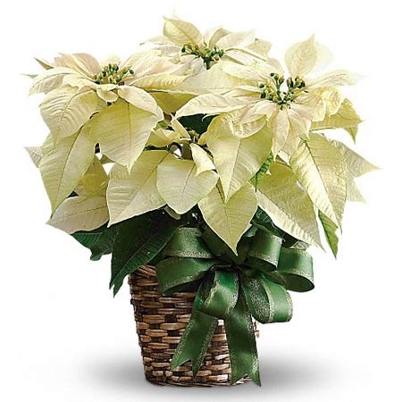 White poinsettia plant and holiday Christmas white poinsettia planter